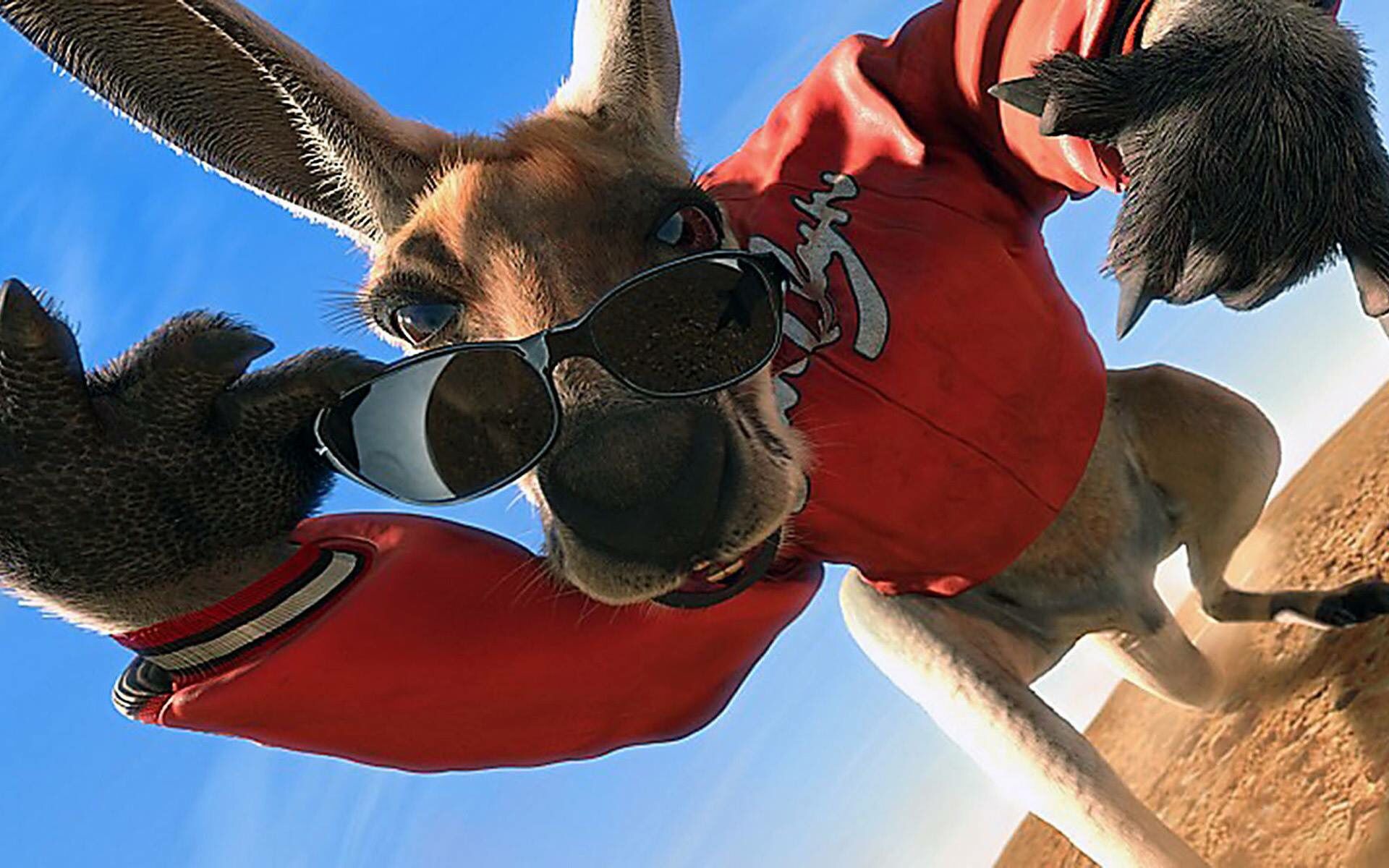 Shading the Outback: Unraveling the Mystery of Kangaroos and Sunglasses
